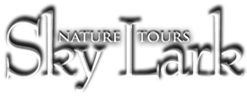 Skylark Birding and Nature Tours