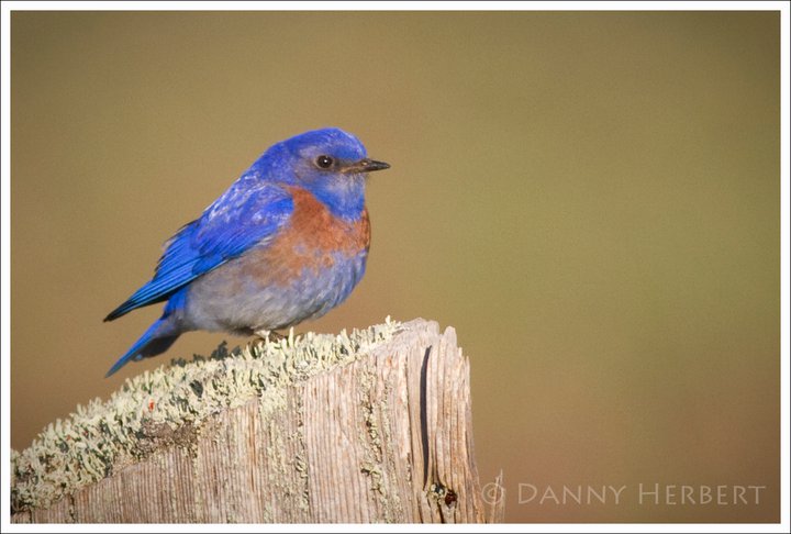 male bluebird